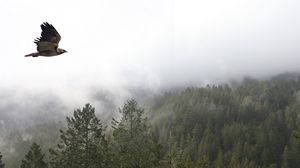 Preview wallpaper bird, flight, forest, trees, fog