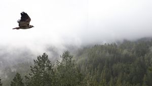 Preview wallpaper bird, flight, forest, trees, fog