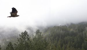 Preview wallpaper bird, flight, forest, trees, fog