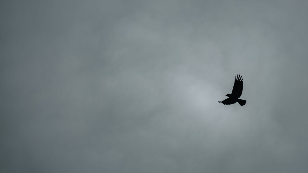 Wallpaper bird, flight, minimalism, bw