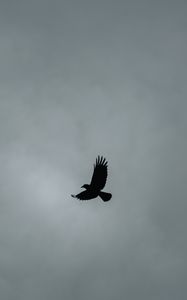 Preview wallpaper bird, flight, minimalism, bw