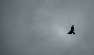 Preview wallpaper bird, flight, minimalism, bw