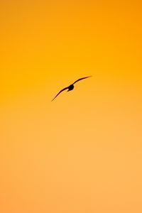 Preview wallpaper bird, flight, minimalism, orange