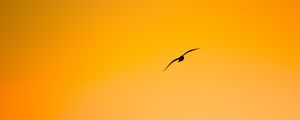 Preview wallpaper bird, flight, minimalism, orange