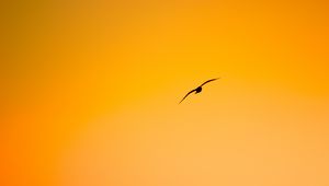 Preview wallpaper bird, flight, minimalism, orange