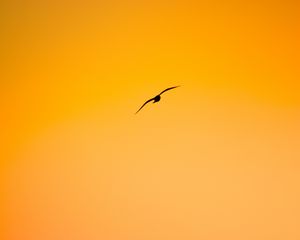 Preview wallpaper bird, flight, minimalism, orange