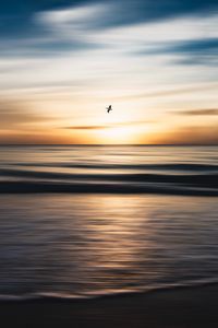 Preview wallpaper bird, flight, ocean, water, minimalism