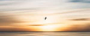 Preview wallpaper bird, flight, ocean, water, minimalism