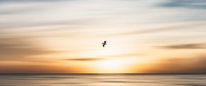 Preview wallpaper bird, flight, ocean, water, minimalism