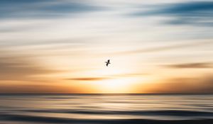 Preview wallpaper bird, flight, ocean, water, minimalism