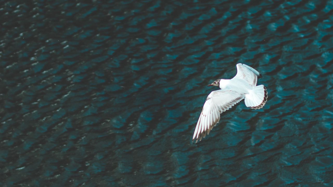 Wallpaper bird, flight, river, wings