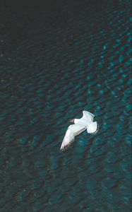 Preview wallpaper bird, flight, river, wings