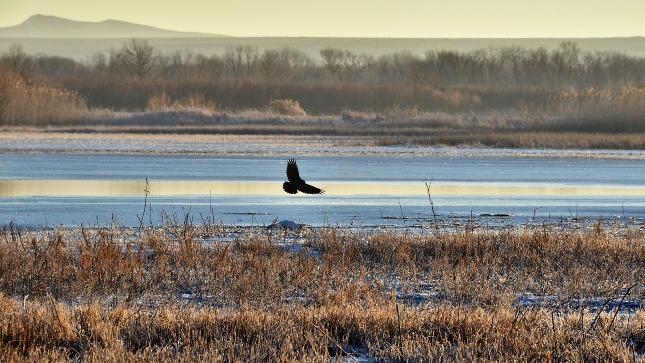 Wallpaper bird, flight, river, grass