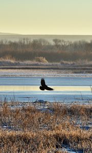 Preview wallpaper bird, flight, river, grass