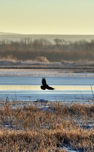 Preview wallpaper bird, flight, river, grass