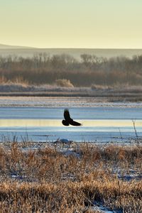 Preview wallpaper bird, flight, river, grass