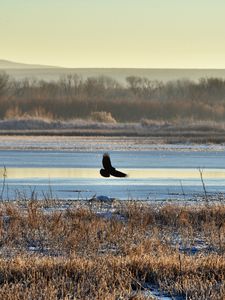 Preview wallpaper bird, flight, river, grass