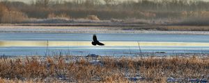 Preview wallpaper bird, flight, river, grass