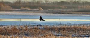 Preview wallpaper bird, flight, river, grass