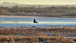 Preview wallpaper bird, flight, river, grass