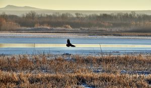 Preview wallpaper bird, flight, river, grass