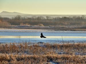 Preview wallpaper bird, flight, river, grass