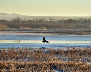 Preview wallpaper bird, flight, river, grass