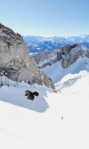 Preview wallpaper bird, flight, rocks, snow, snowy
