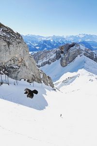 Preview wallpaper bird, flight, rocks, snow, snowy