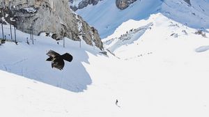 Preview wallpaper bird, flight, rocks, snow, snowy