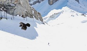 Preview wallpaper bird, flight, rocks, snow, snowy