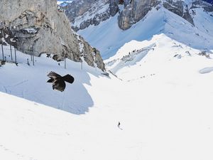 Preview wallpaper bird, flight, rocks, snow, snowy