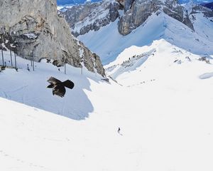 Preview wallpaper bird, flight, rocks, snow, snowy