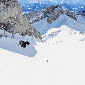Preview wallpaper bird, flight, rocks, snow, snowy