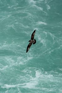 Preview wallpaper bird, flight, sea, waves, water