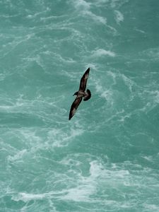 Preview wallpaper bird, flight, sea, waves, water