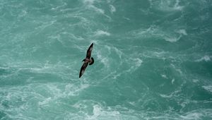 Preview wallpaper bird, flight, sea, waves, water