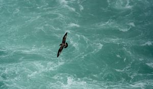 Preview wallpaper bird, flight, sea, waves, water