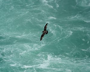 Preview wallpaper bird, flight, sea, waves, water