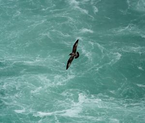 Preview wallpaper bird, flight, sea, waves, water