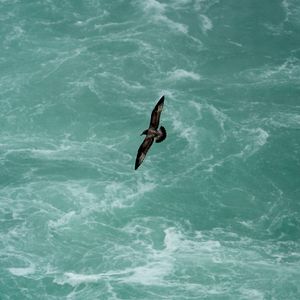 Preview wallpaper bird, flight, sea, waves, water