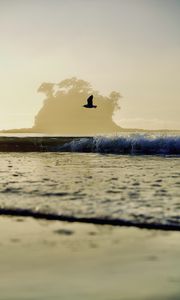 Preview wallpaper bird, flight, sea, wave, nature