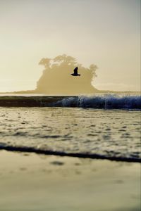 Preview wallpaper bird, flight, sea, wave, nature