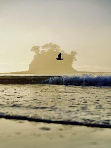 Preview wallpaper bird, flight, sea, wave, nature