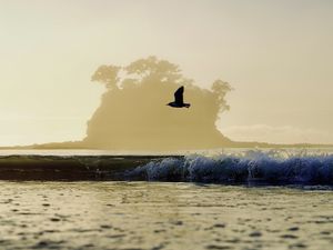 Preview wallpaper bird, flight, sea, wave, nature