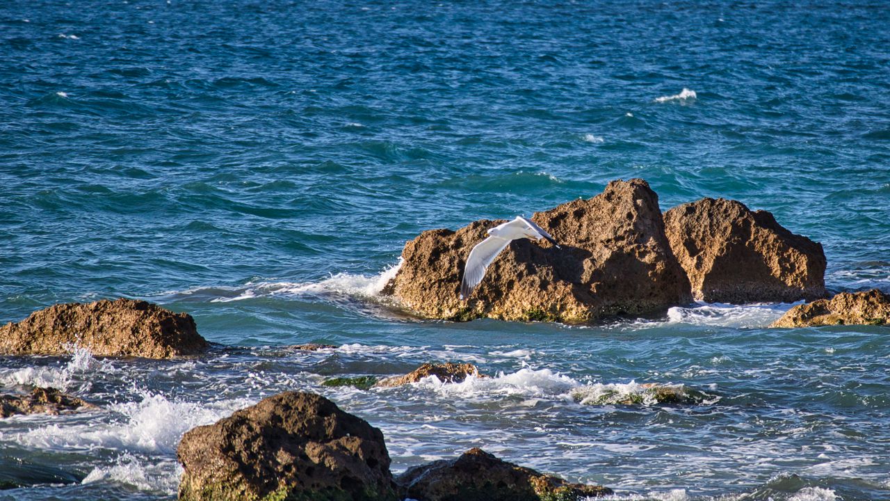 Wallpaper bird, flight, sea, waves, stones, nature