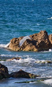 Preview wallpaper bird, flight, sea, waves, stones, nature