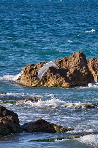 Preview wallpaper bird, flight, sea, waves, stones, nature