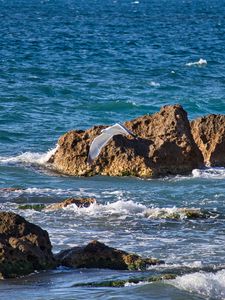 Preview wallpaper bird, flight, sea, waves, stones, nature