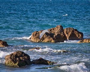 Preview wallpaper bird, flight, sea, waves, stones, nature